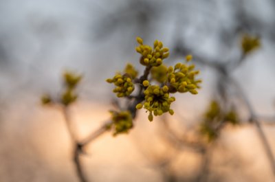 dřín, PR Kamenný vrch