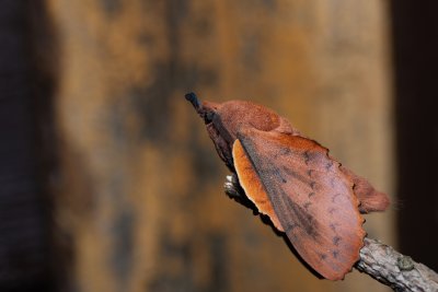 Gastropacha quercifolia (bourovec ovocný), SK, Štôla