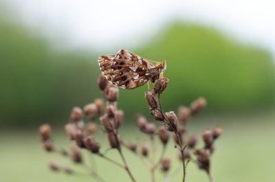Boloria dia (perleťovec nejmenší), Střelecký kopec
