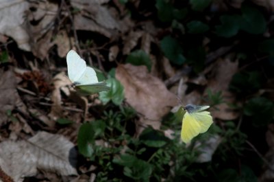 Gonepteryx rhamni (žluťásek řešetlákový), Podkomorské lesy