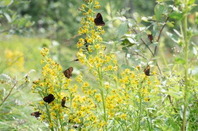 okáči, SK, NPR Furkotská dolina, Tatry