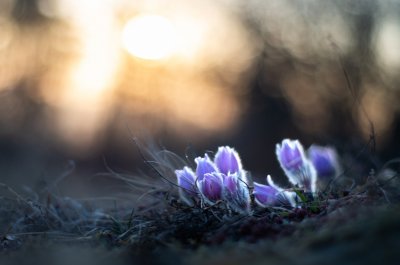 koniklec velkokvětý, PR Kamenný vrch