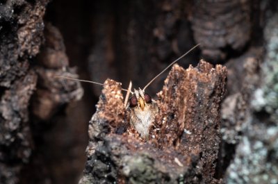 Amphipyra pyramidea (blýskavka ořešáková), Žebětín