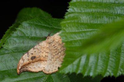 Drepana falcataria (srpokřídlec vrbový), Augšperský potok