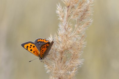Lycaena phlaeas (ohniváček černokřídlý), Háječný kopec, Dukovany