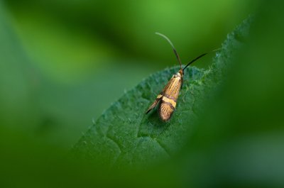 Nemophora degeerella (adéla pestrá), NS Bučín