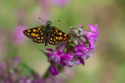 Carterocephalus palaemon (soumračník jitrocelový), Podkomorské lesy