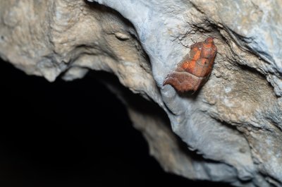 Scoliopteryx libatrix (sklepnice obecná), jeskyně Jáchymka