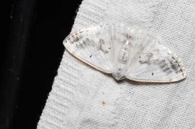 Lomographa temerata (tmavoskvrnáč zahradní), Žebětín