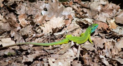 Ještěrka zelená, NP Podyjí