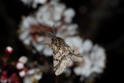 Lycia hirtaria (drsnokřídlec třešňový), PP Člupy