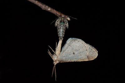 Agriopis marginaria (tmavoskvrnáč habrový), Žebětín