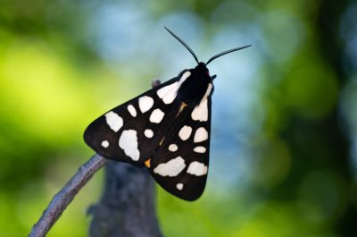 Arctia villica (přástevník špenátový), Podkomorská myslivna