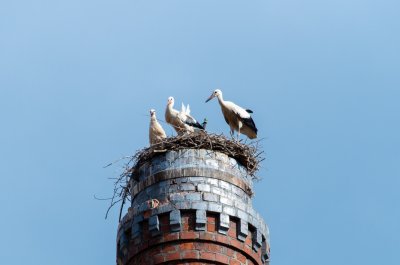 čápy na bývalom měšťanském pivovaru, Soběslav