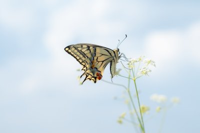 Papilio machaon (otakárek fenyklový), NPR Mohelenská hadcová step