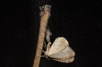 Operophtera brumata (píďalka podzimní), Žebětín