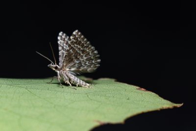 Alucita grammodactyla (pernatěnka hlaváčová), Hády