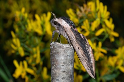 Sphinx ligustri (lišaj šeříkový), Hády - lesní lom
